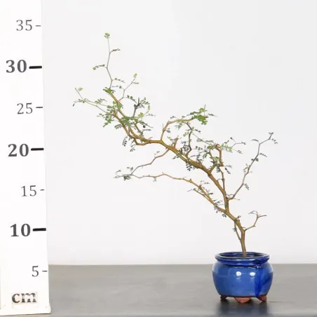 image supplémentaire - SOPHORA JAPONICA "LITTLE...