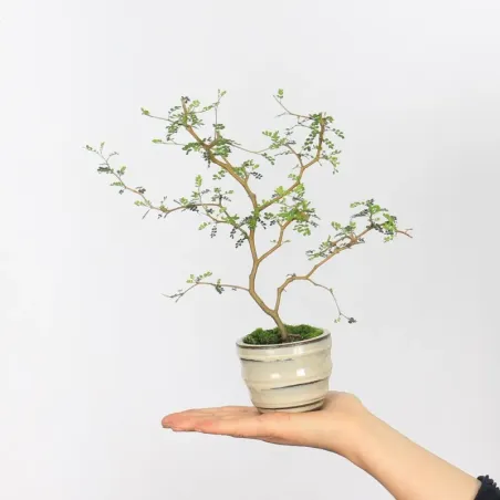 SOPHORA JAPONICA "LITTLE BABY" 2-12