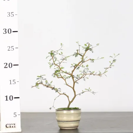 image supplémentaire - SOPHORA JAPONICA "LITTLE...