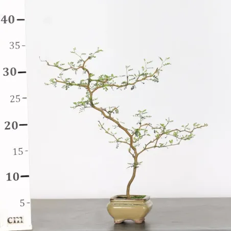 image supplémentaire - SOPHORA JAPONICA "LITTLE...