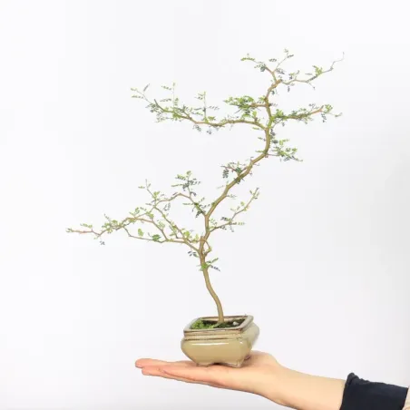 SOPHORA JAPONICA "LITTLE BABY" 2-14