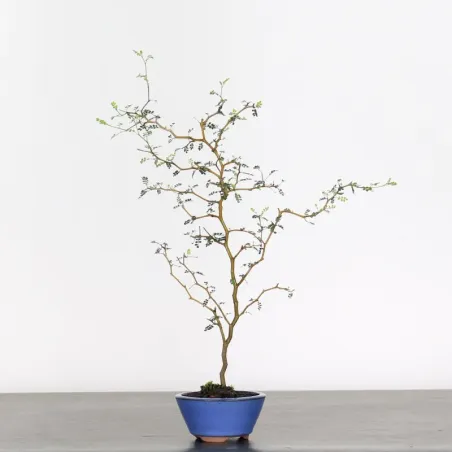 SOPHORA JAPONICA "LITTLE BABY" 2-15