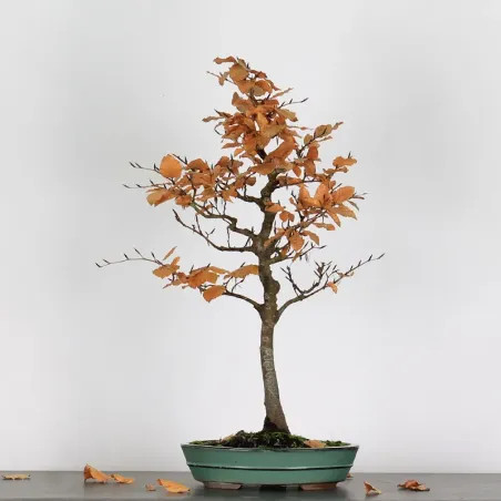 BEECH "FAGUS SYLVATICA" 1-2