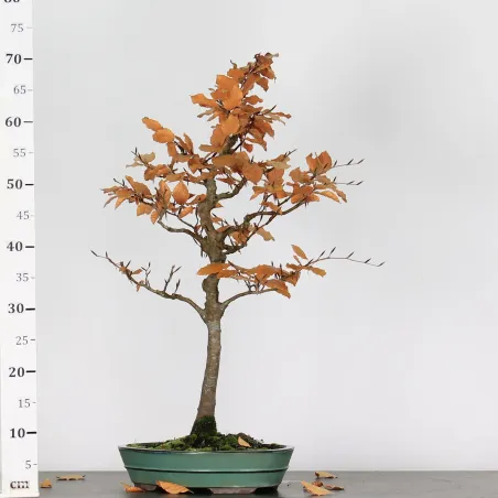 image supplémentaire - BEECH "FAGUS SYLVATICA" 1-2