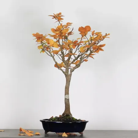 Bonsai Beech H-1-3