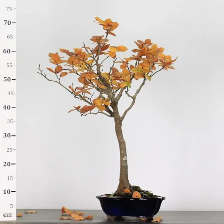 image supplémentaire - BEECH "FAGUS SYLVATICA" 1-3