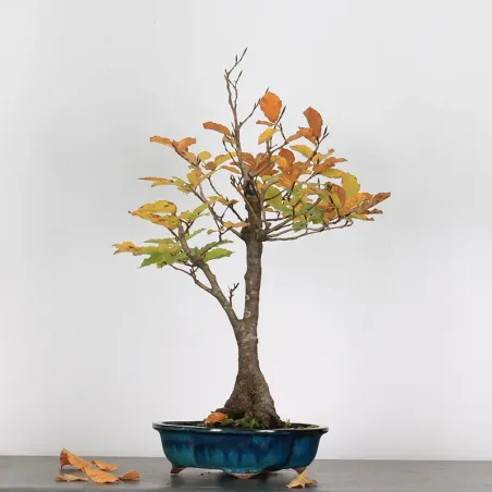 BEECH "FAGUS SYLVATICA" 1-4