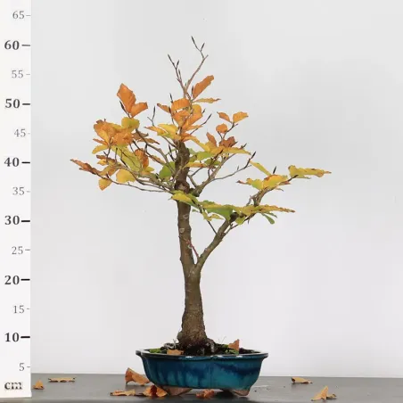 image supplémentaire - HÊTRE "FAGUS SYLVATICA" 1-4