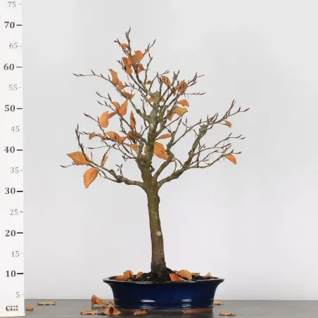 image supplémentaire - HÊTRE "FAGUS SYLVATICA" 1-5