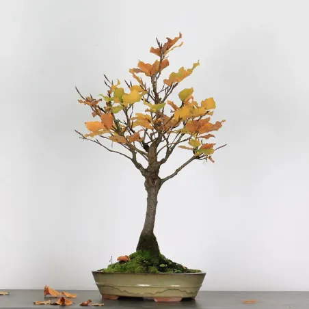 BEECH "FAGUS SYLVATICA" 1-8