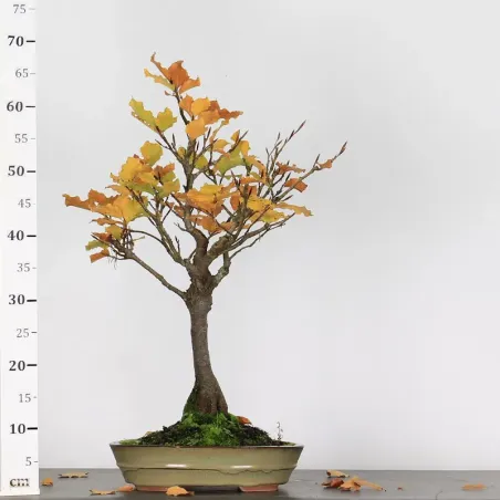 image supplémentaire - HÊTRE "FAGUS SYLVATICA" 1-8