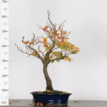 image supplémentaire - HÊTRE "FAGUS SYLVATICA" 1-9