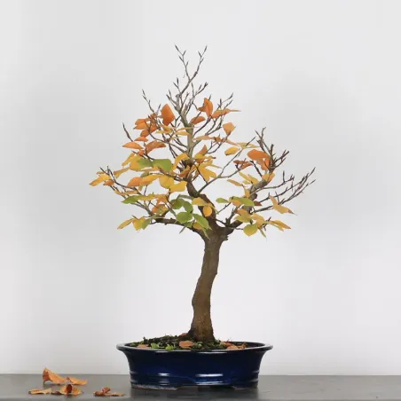 Bonsai Hêtre H-1-9