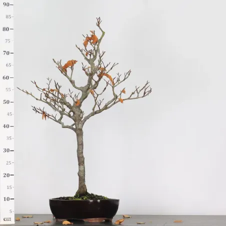 image supplémentaire - HÊTRE "FAGUS SYLVATICA" 1-11