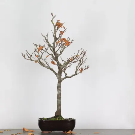 HÊTRE "FAGUS SYLVATICA" 1-11