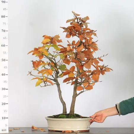 image supplémentaire - BEECH FOREST "FAGUS...