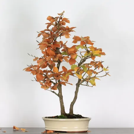 FORÊT DE HÊTRE "FAGUS SYLVATICA" 2-1