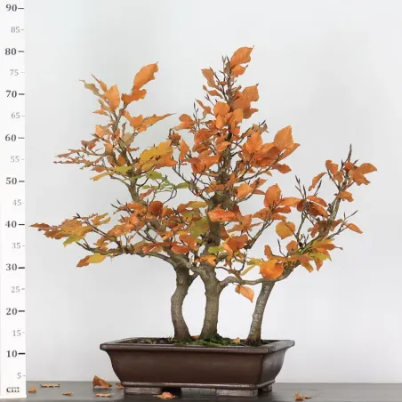 image supplémentaire - FORÊT DE HÊTRE "FAGUS...