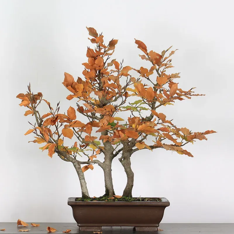 FORÊT DE HÊTRE "FAGUS SYLVATICA" 2-2