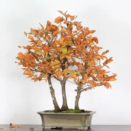 FORÊT DE HÊTRE "FAGUS SYLVATICA" 2-3