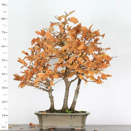 image supplémentaire - FORÊT DE HÊTRE "FAGUS...