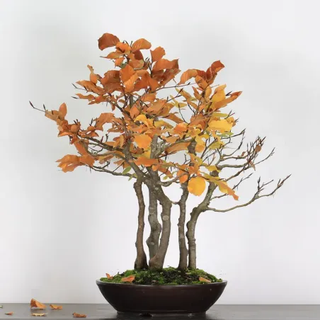 image supplémentaire - FORÊT DE HÊTRE "FAGUS...