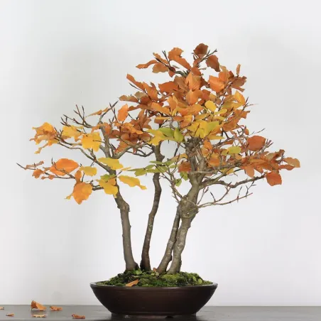 FORÊT DE HÊTRE "FAGUS SYLVATICA" 2-4