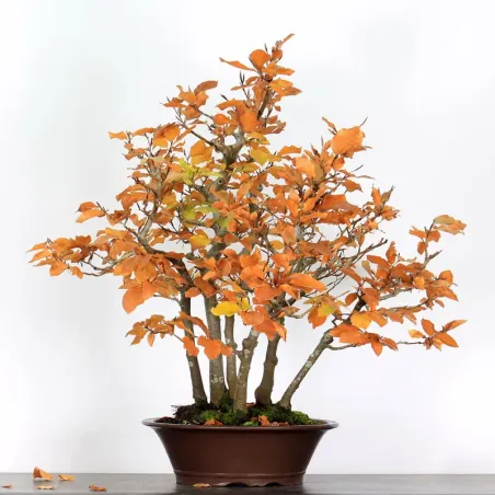 FORÊT DE HÊTRE "FAGUS SYLVATICA" 2-5