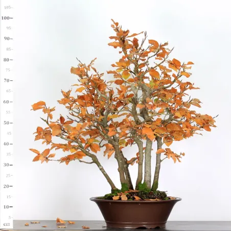 image supplémentaire - BEECH FOREST "FAGUS...