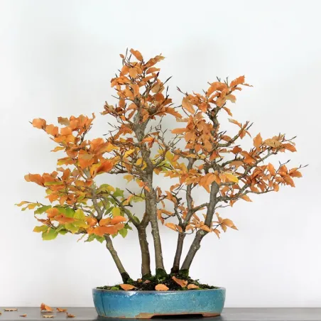 FORÊT DE HÊTRE "FAGUS SYLVATICA" 2-6