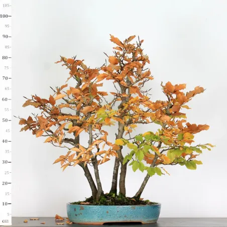 image supplémentaire - FORÊT DE HÊTRE "FAGUS...