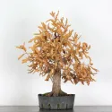 JAPANESE OAK "Quercus acutissima" 1-6