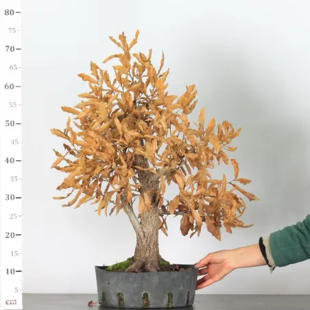 image supplémentaire - JAPANESE OAK "Quercus...