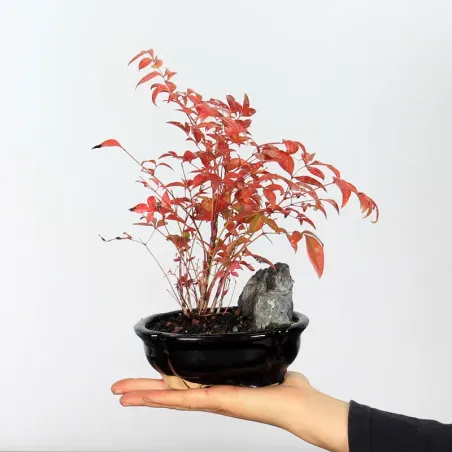 Bonsai Nandina "bambou sacré"