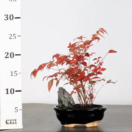 image supplémentaire - NANDINA "SACRED BAMBOO" 1-1