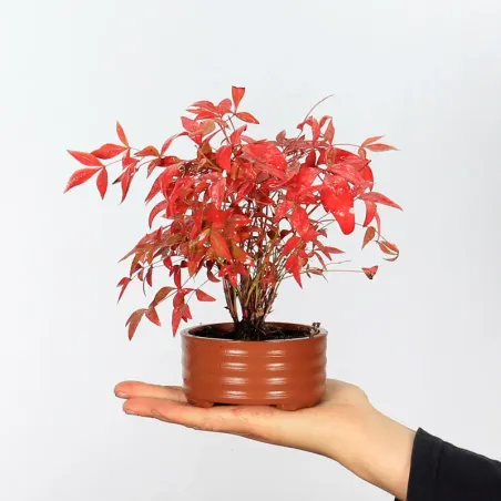 NANDINA "SACRED BAMBOO" 1-2