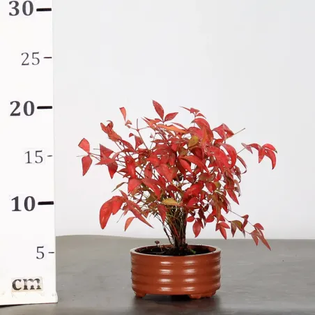 image supplémentaire - NANDINA "BAMBOU SACRE" 1-2