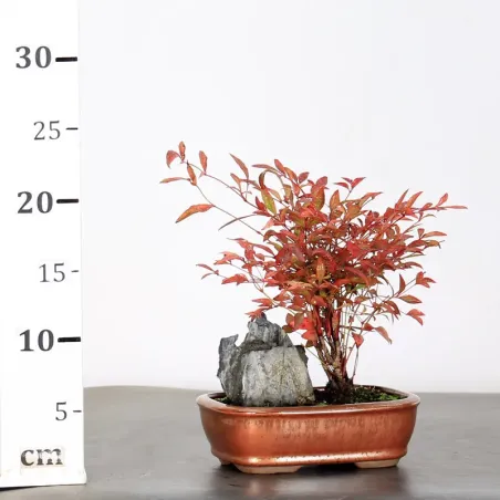 image supplémentaire - NANDINA "SACRED BAMBOO" 1-3