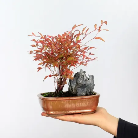 NANDINA "SACRED BAMBOO" 1-3