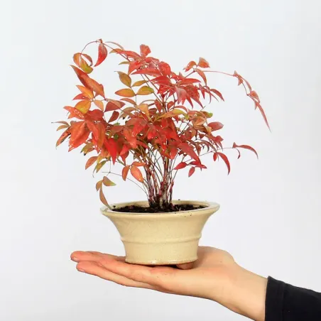 NANDINA "SACRED BAMBOO" 1-4