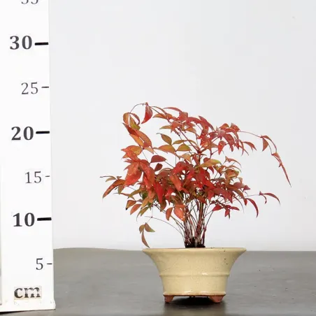 image supplémentaire - NANDINA "SACRED BAMBOO" 1-4