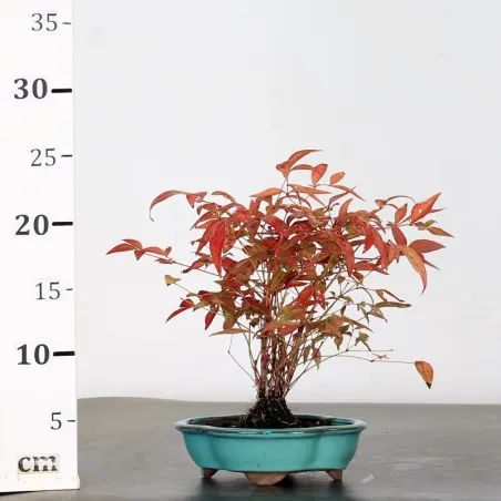 image supplémentaire - NANDINA "SACRED BAMBOO" 1-5