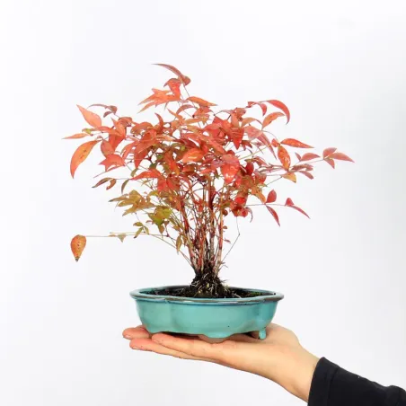 NANDINA "SACRED BAMBOO" 1-5