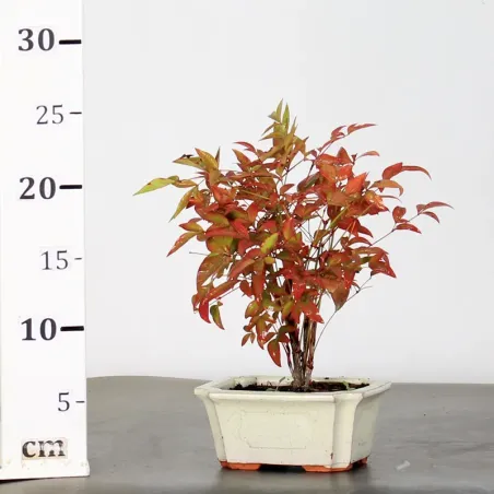 image supplémentaire - NANDINA "SACRED BAMBOO" 1-6