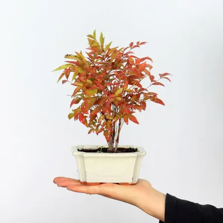 NANDINA "SACRED BAMBOO" 1-6