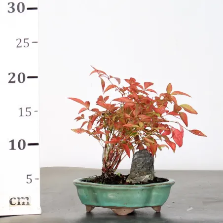 image supplémentaire - NANDINA "SACRED BAMBOO" 1-7