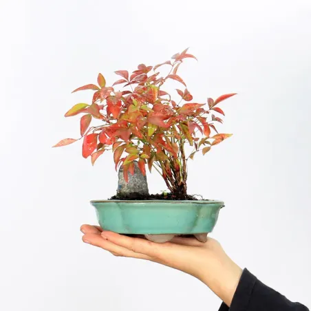 Bonsai  Nandina "Bambou Sacré"