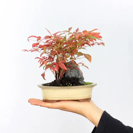 Bonsai  Nandina "Bambou Sacré"
