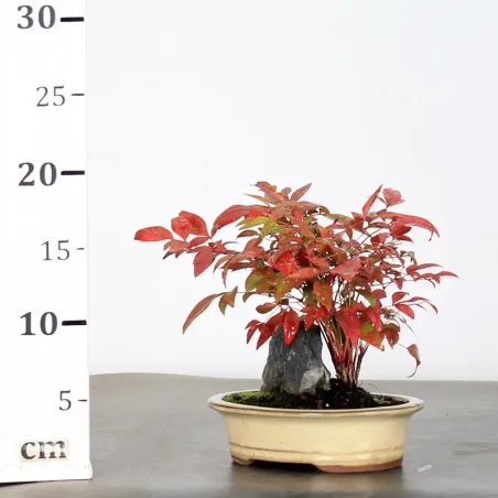 image supplémentaire - NANDINA "BAMBOU SACRE" 1-8