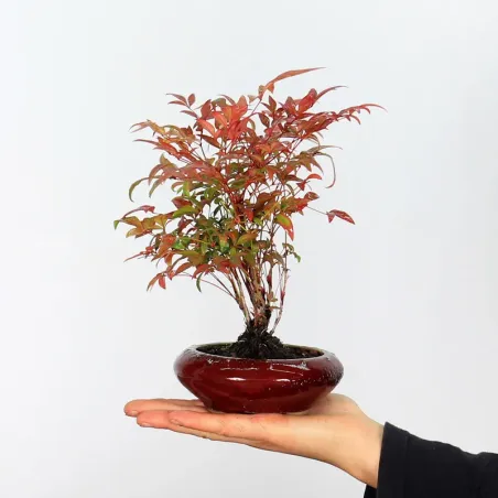 Bonsai  Nandina "Bambou Sacré"
